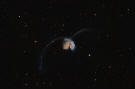 The Antennae Galaxies